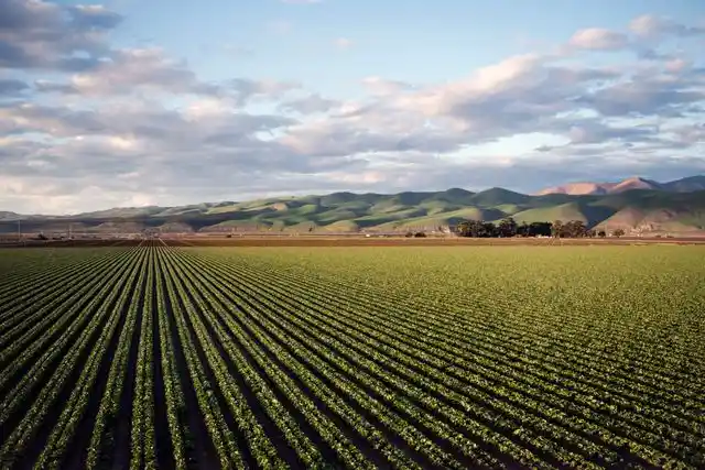 Golden harvest field