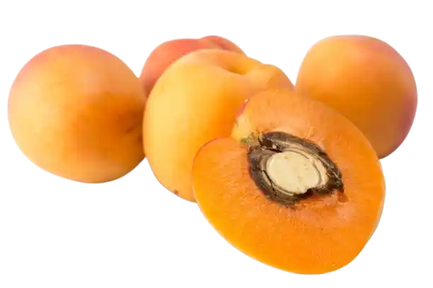 Apricot