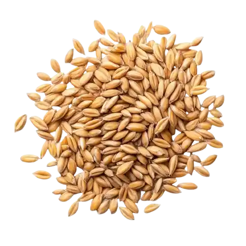 Barley