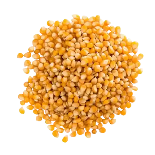 Maize
