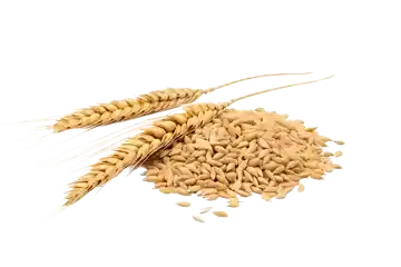 Wheat