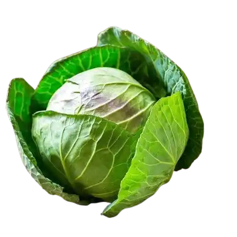 Cabbage