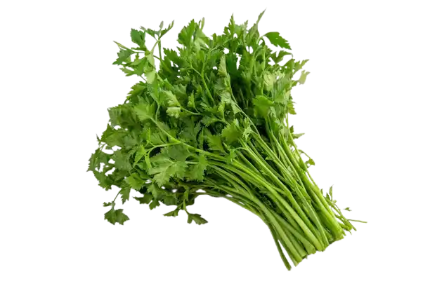 Celery