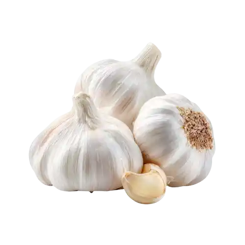 Garlic