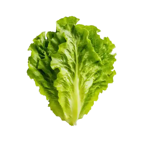 Lettuce