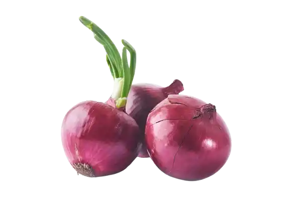 Onion