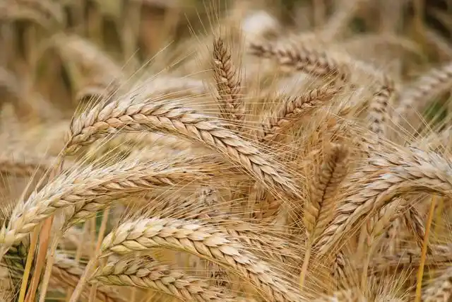 Wheat grain fields